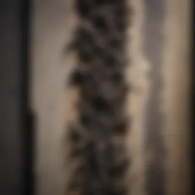 Close-up of black mold growth on a wall