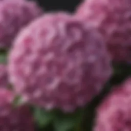 A vibrant cluster of easy hydrangeas in full bloom, showcasing their colorful petals.