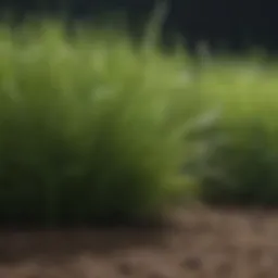 Close-up view of healthy fescue grass blades