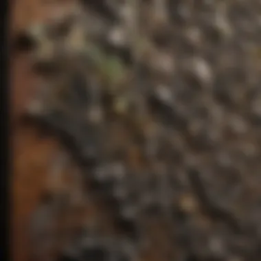 Identifying Mold as a Source of Odors Mold growth on a wall