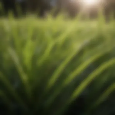 Close-up of sun turf grass blades showcasing their texture