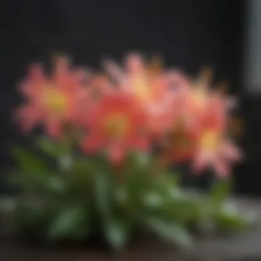 Close-up of honeysuckle flowers showcasing their beauty