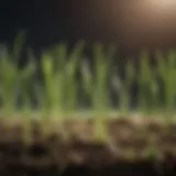 Close-up view of freshly sprouted grass seedlings showing delicate roots and shoots.