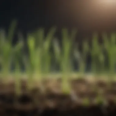 Close-up view of freshly sprouted grass seedlings showing delicate roots and shoots.