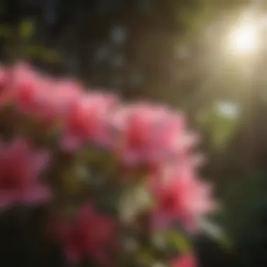 Close-up of azalea flowers with sunlight filtering through leaves.