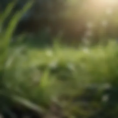 Close-up of different grass types