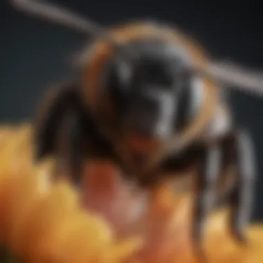 Close-Up of a Black Bee A close-up of a black bee on a flower, showcasing its unique features.