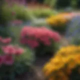 Vibrant perennial flower bed showcasing healthy blooms.